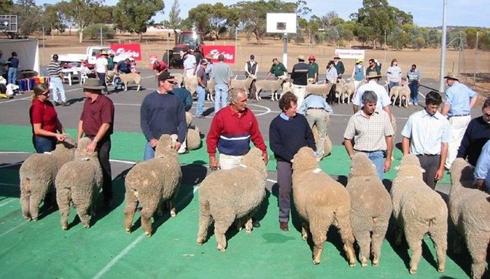 Gateway Expo - Sheep